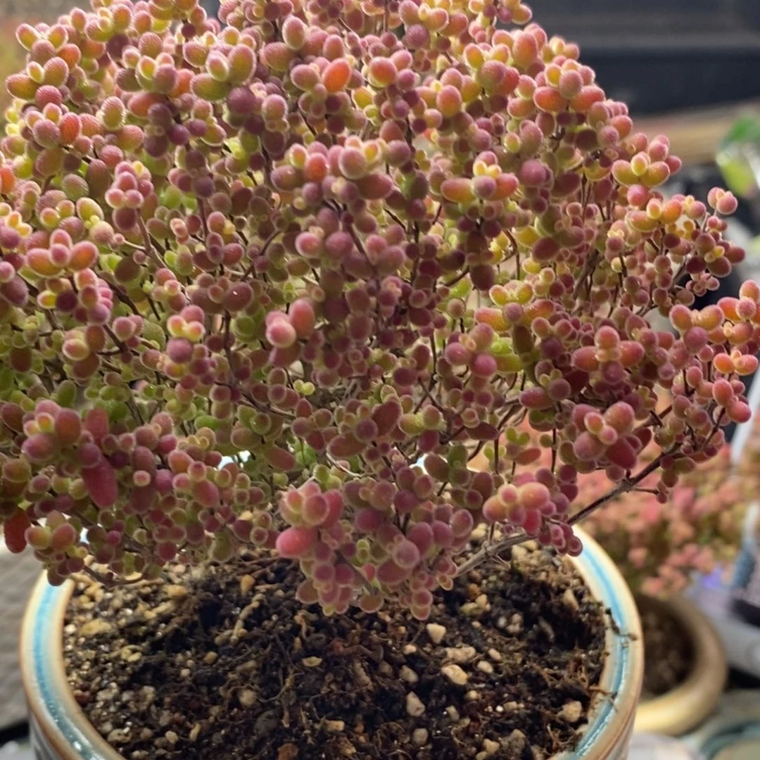 爆****?蜜橘糖球换白盆7288