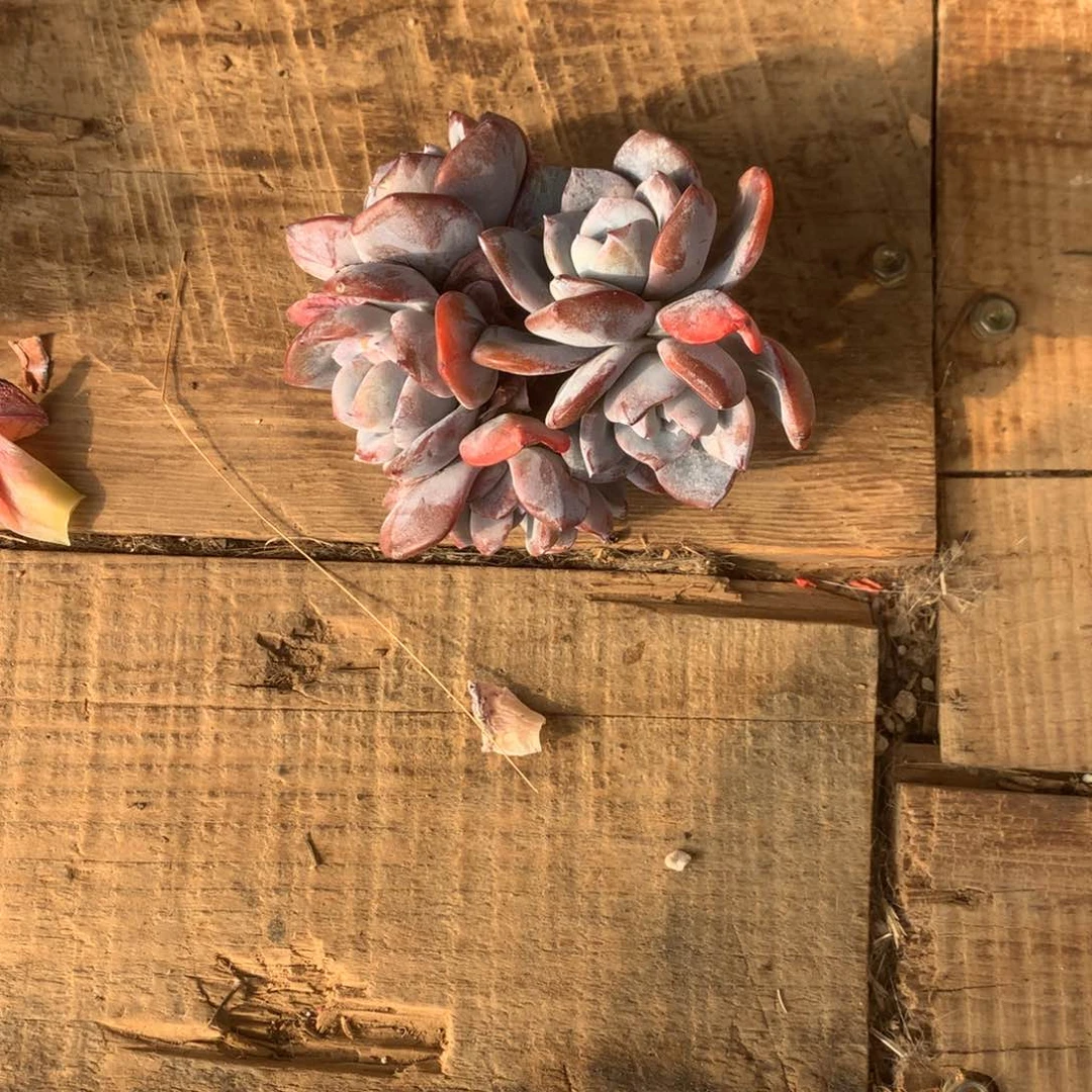 不****了首富奶茶寄养多肉