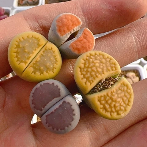 【闪购商品】25722