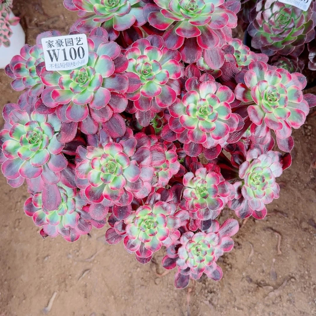 丽娜法师100冠幅30