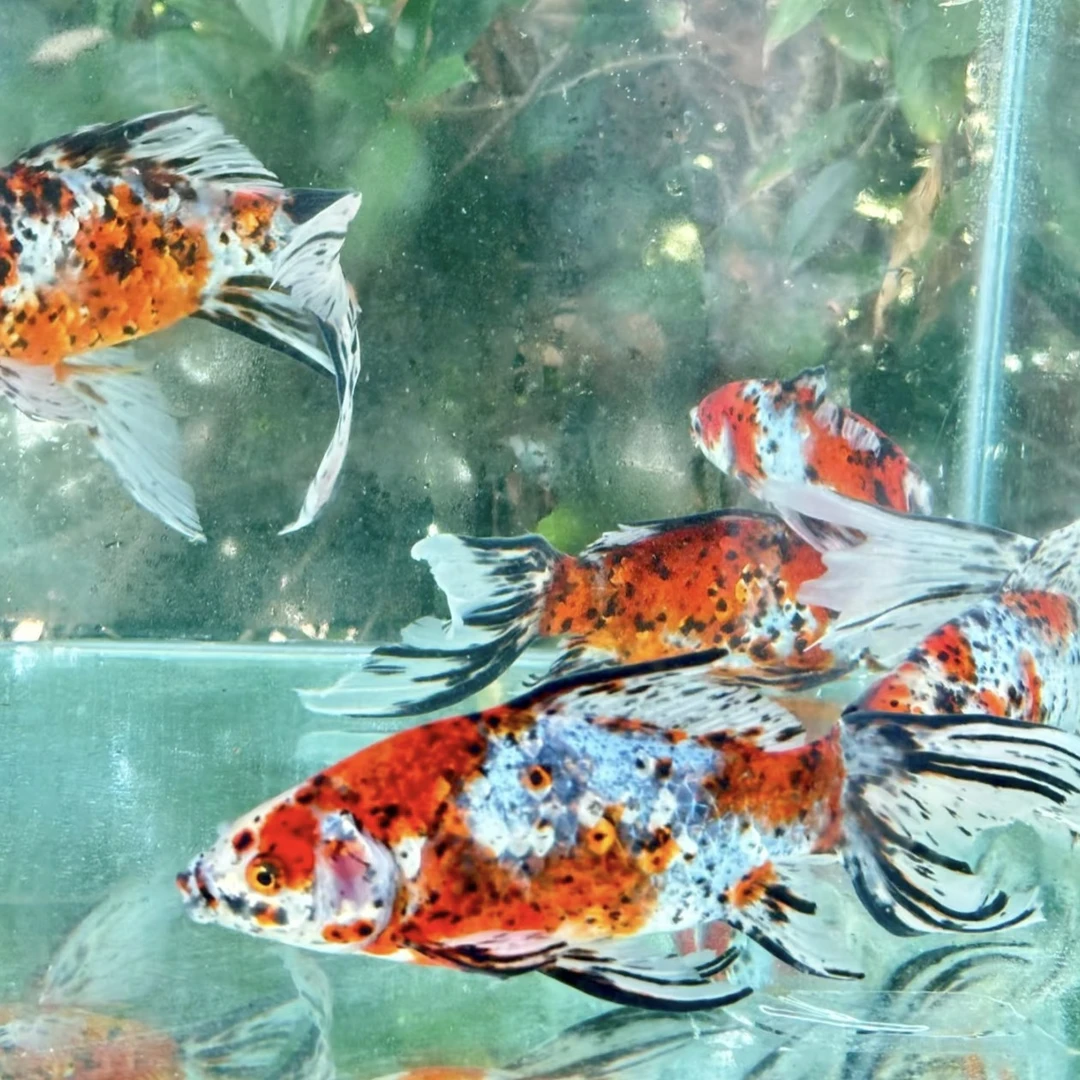 【大尺寸水墨彩鹦鹉鱼】新手好养活11条7-9公分 不指定