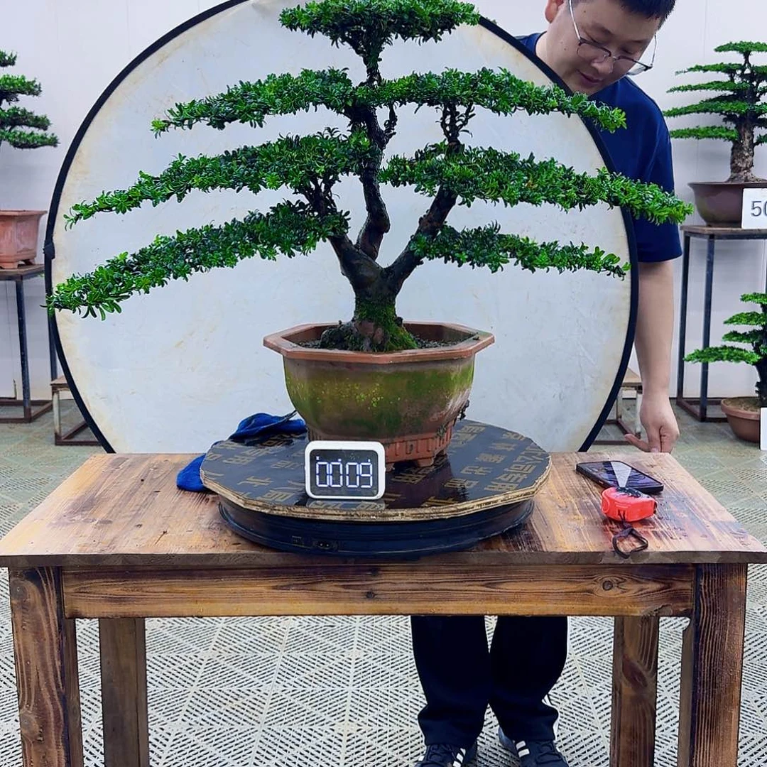 无花朵红芽罗汉松造型盆景