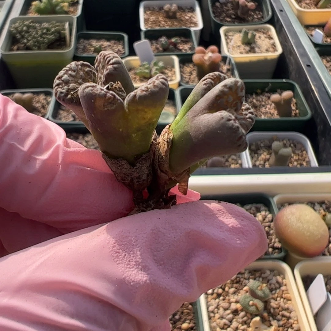 839 好看的多肉冲冲冲