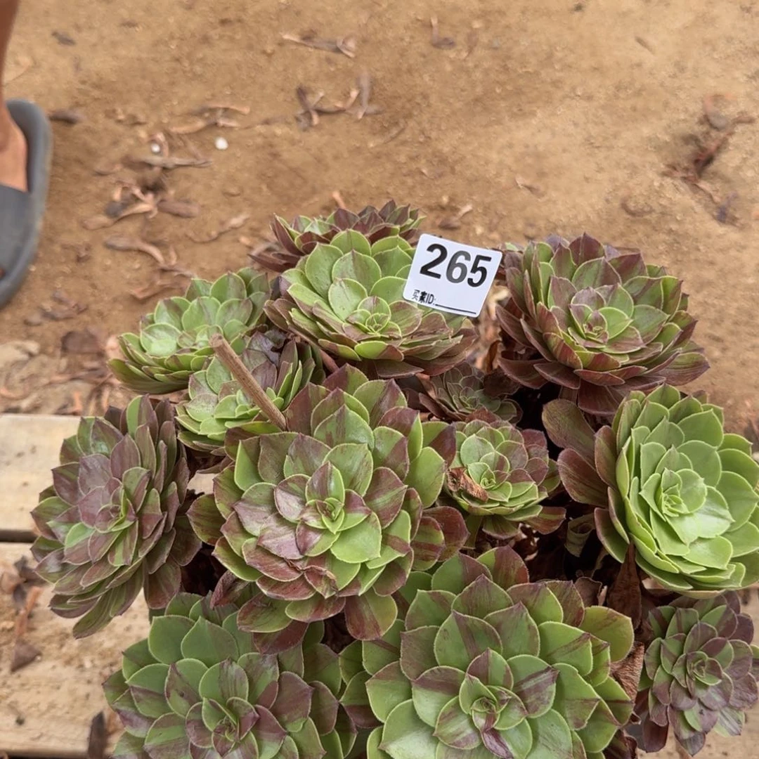 265花月夜多肉植物