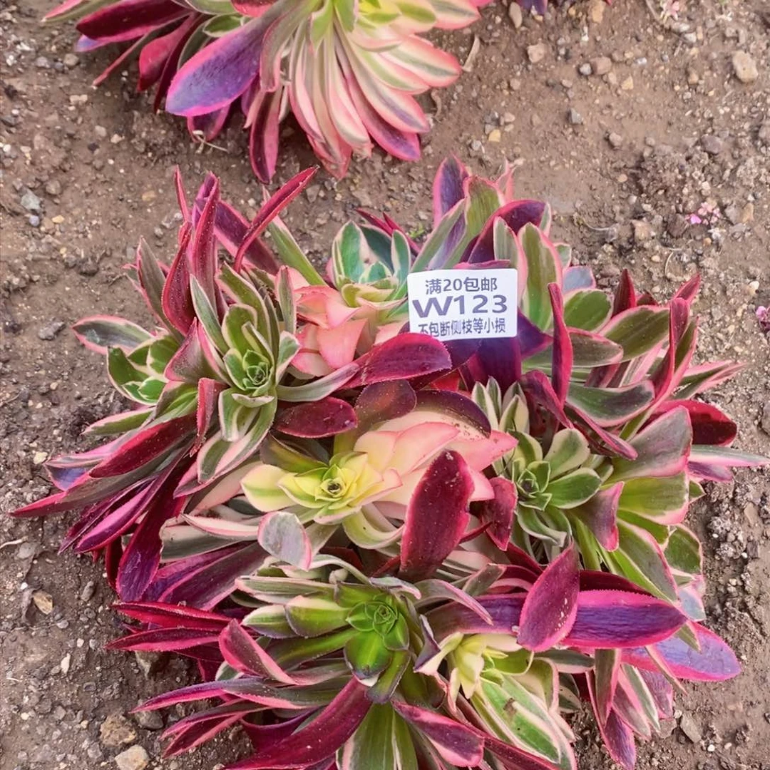 123金丝却多肉丛林花脸