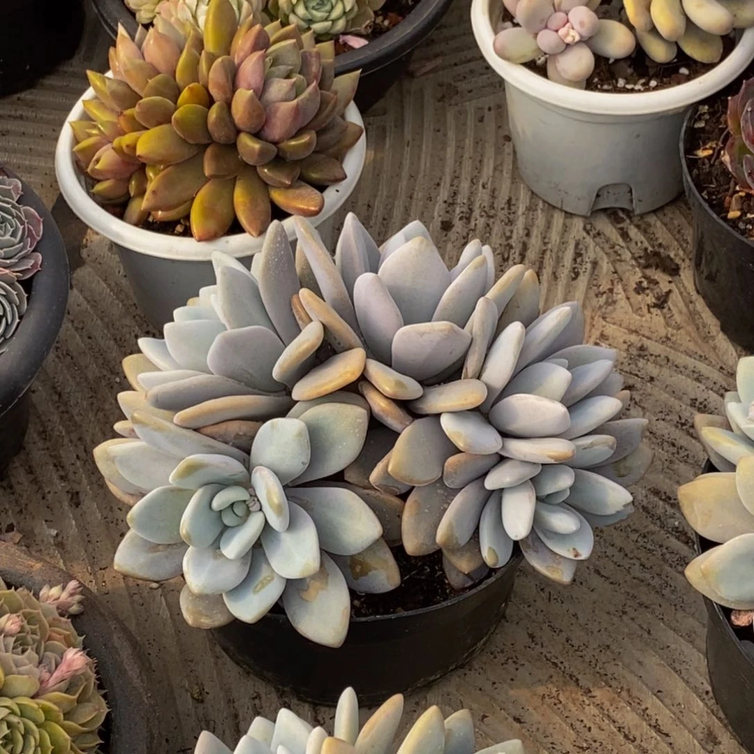 施*然48包邮一物一拍多肉植物