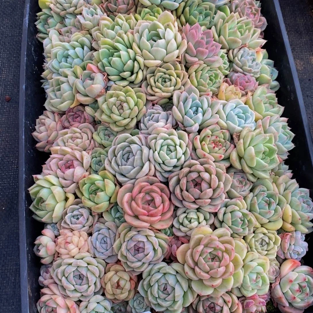 香*463的人生态度是一种