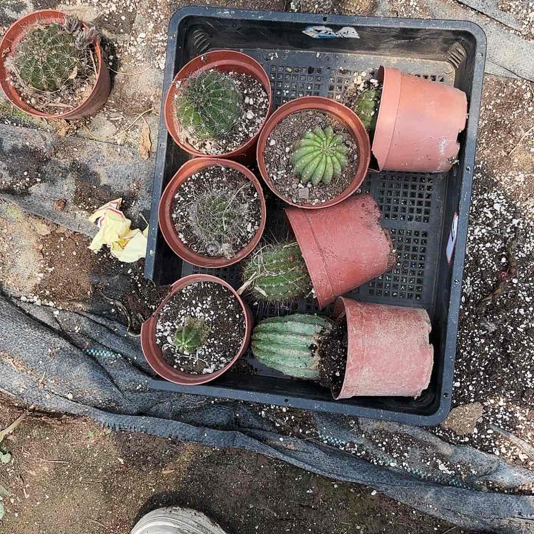 137 清棚瑕疵无售后瘦小