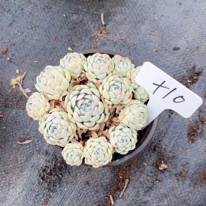 多肉植物9.9包邮