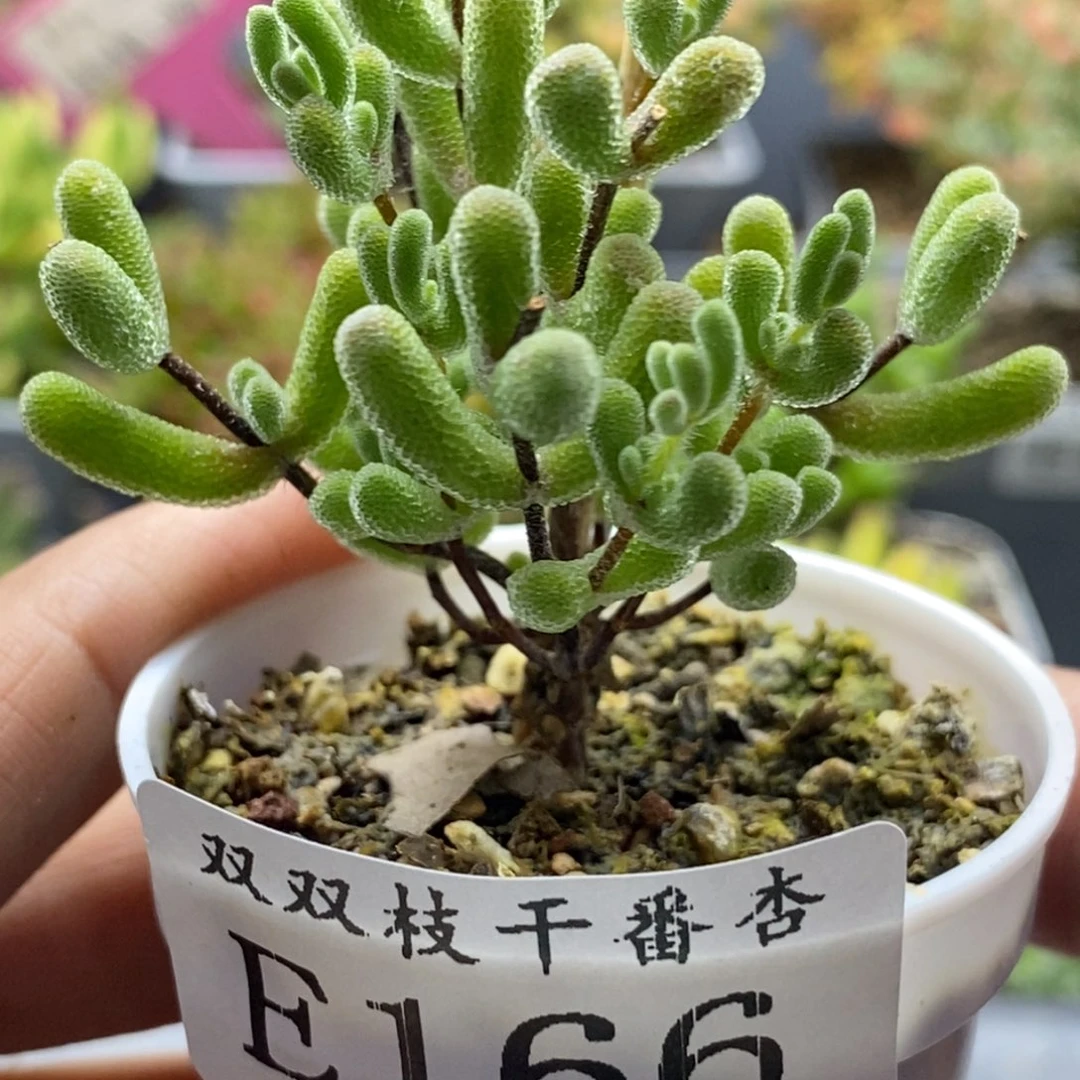 166小星星。
