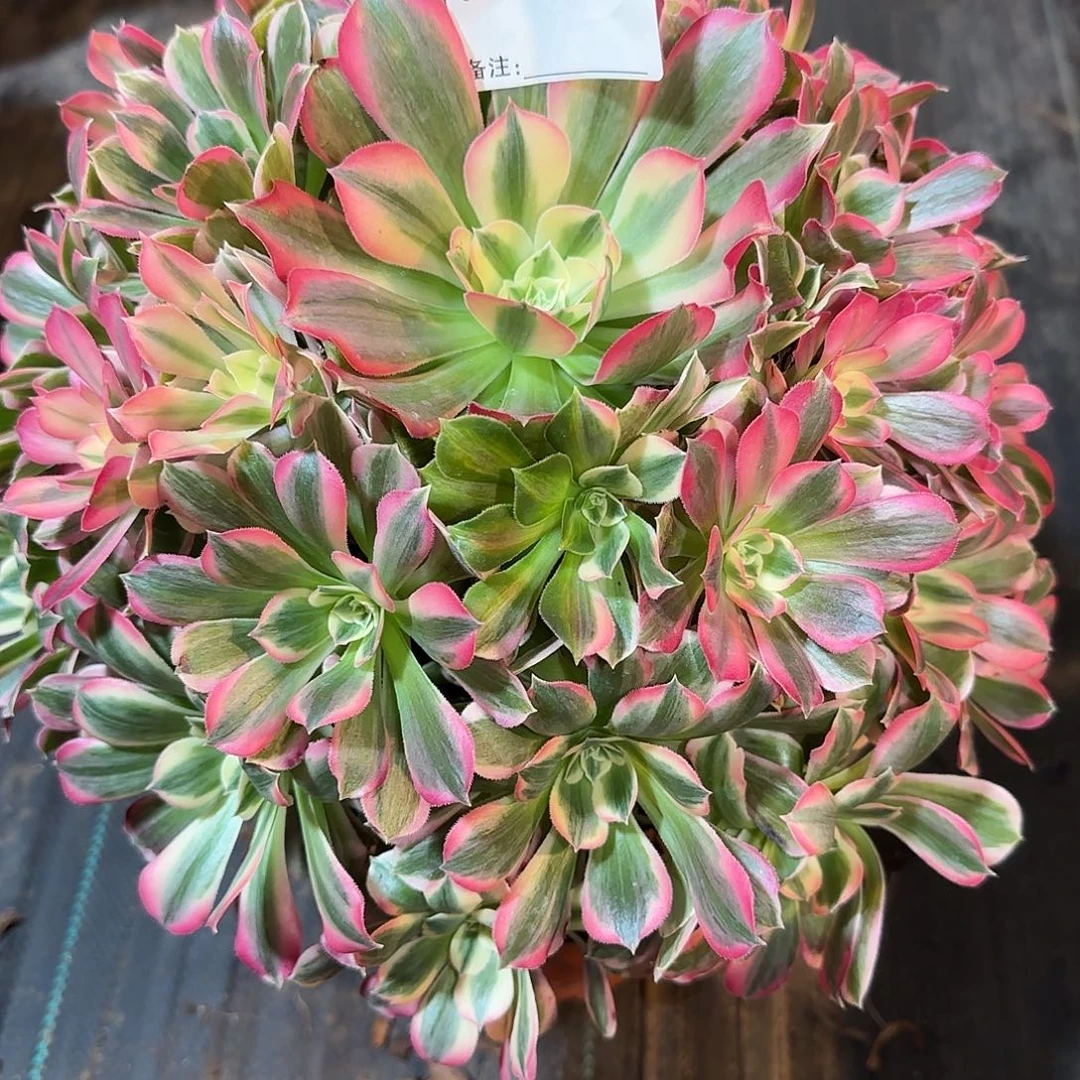 用***5男神多肉0952多肉