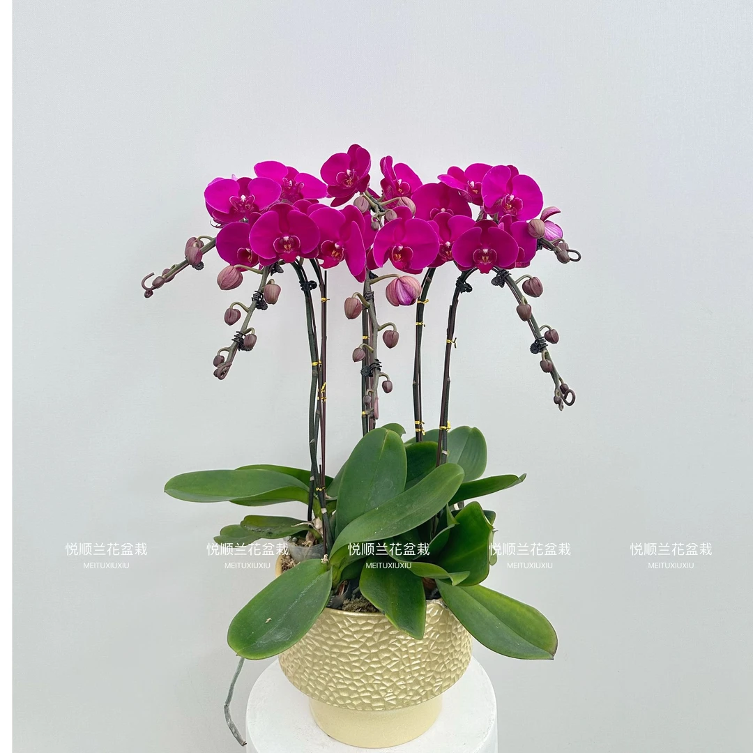 10010 蝴蝶兰 大辣椒 花期长 叶片自然开裂