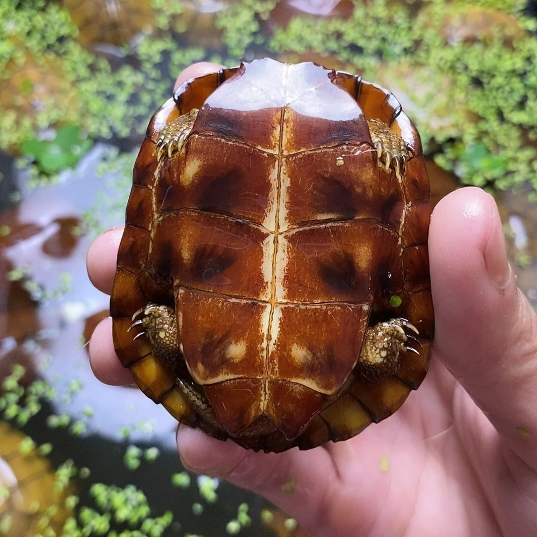 不分公母绿毛龟蔡*