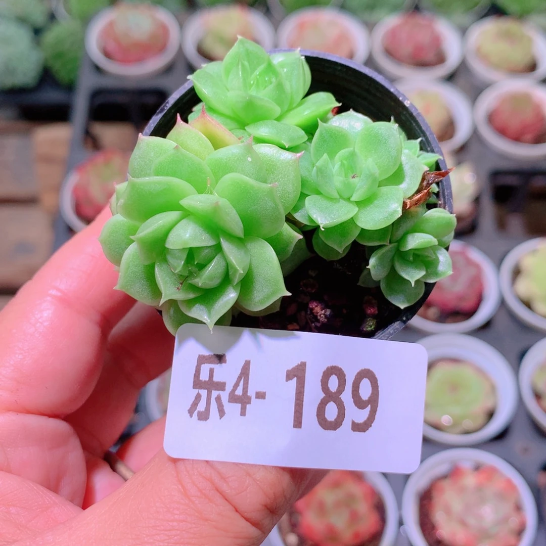 乐然4-189 新品群