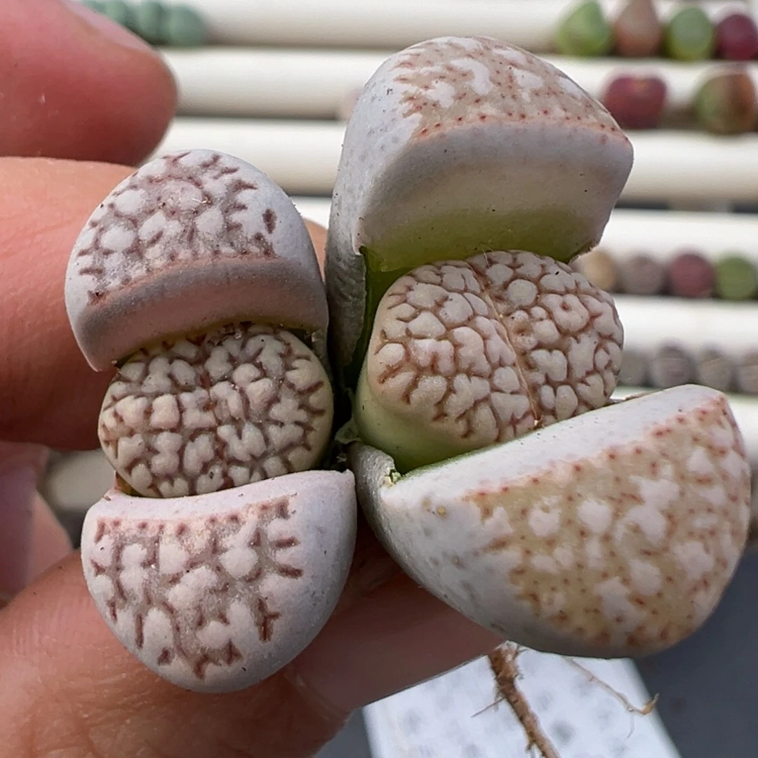 12.22好看的多肉脱土发货456