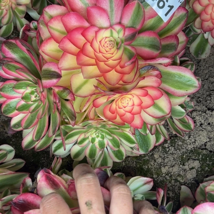 6461南荔枝多肉植物