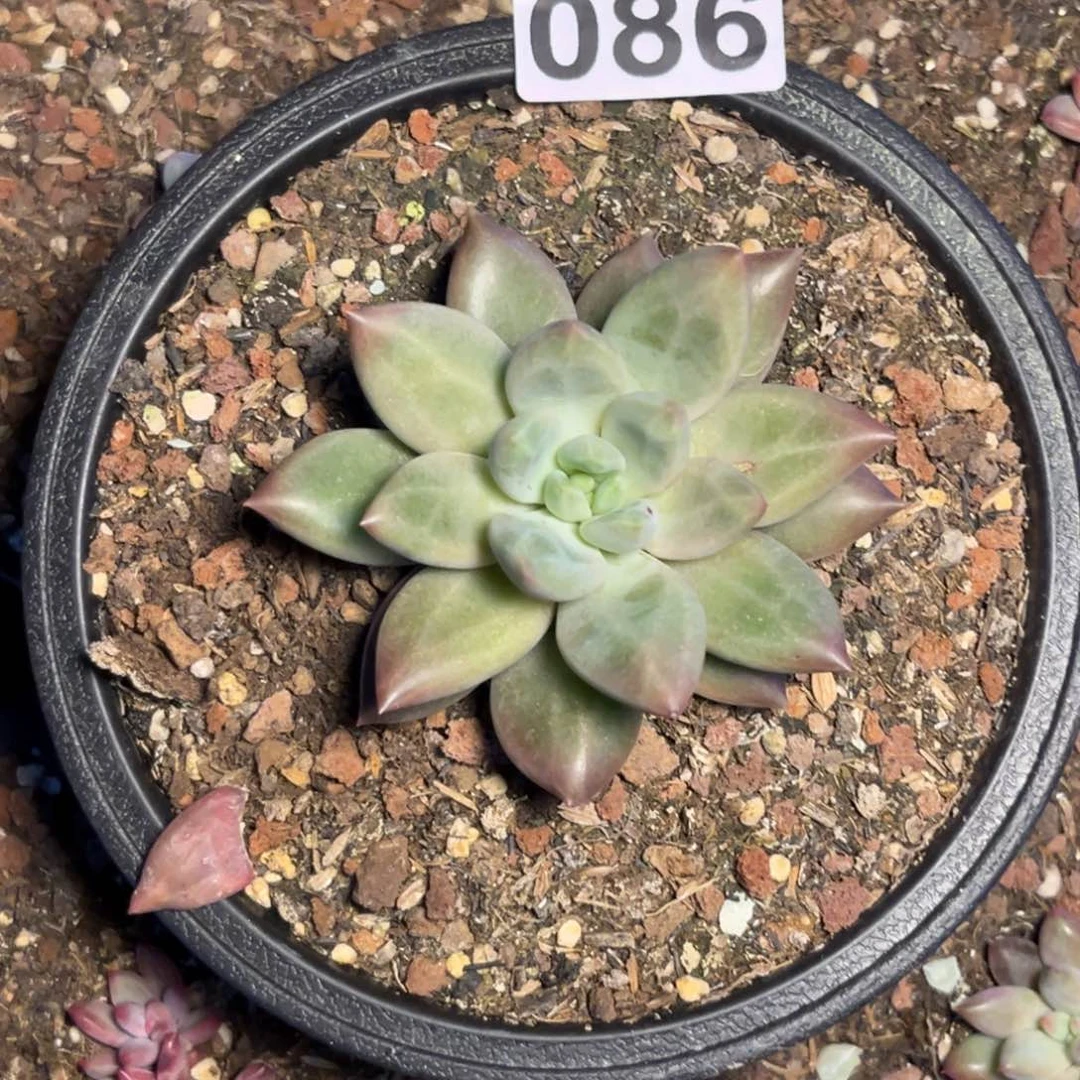 多肉植物水晶球086