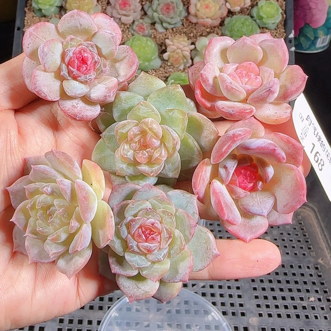 1026-168糖心组合一物一拍