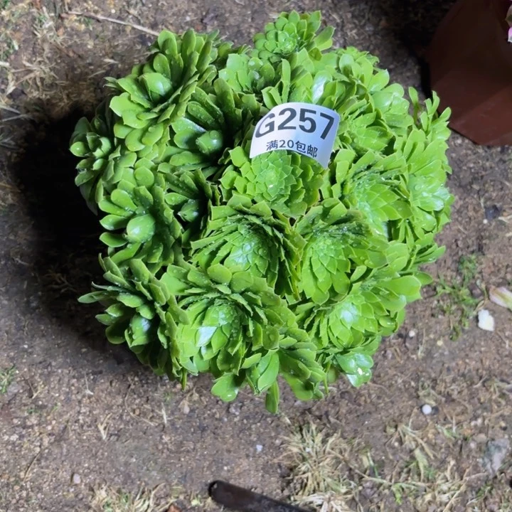 瑞妈多肉园艺 257