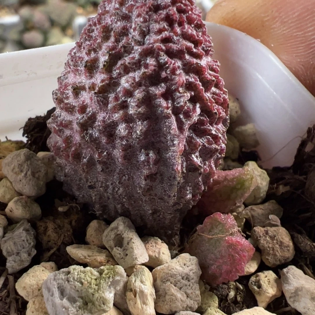 尤点款新品多肉植物水泡