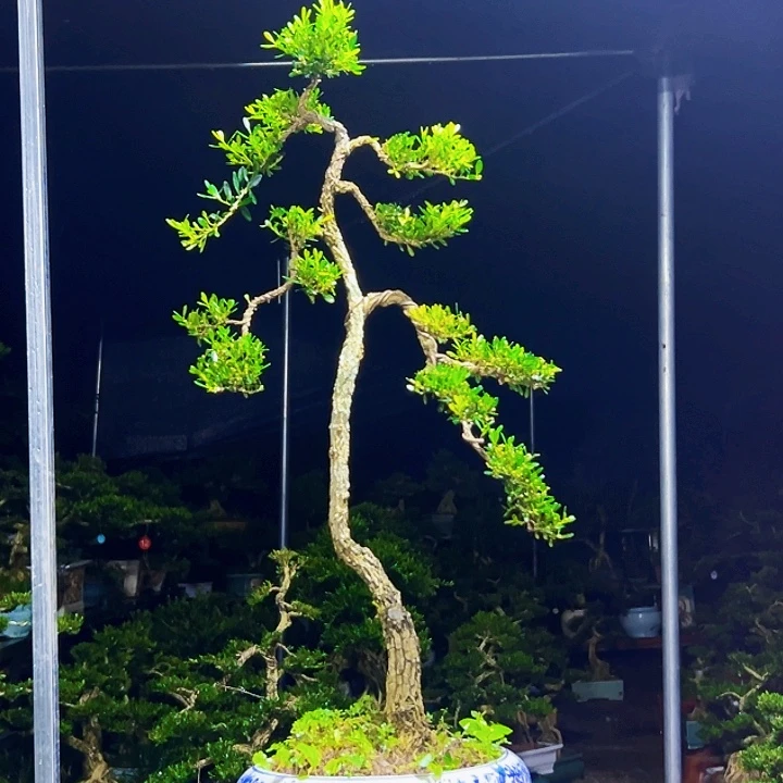 无花朵黄杨木