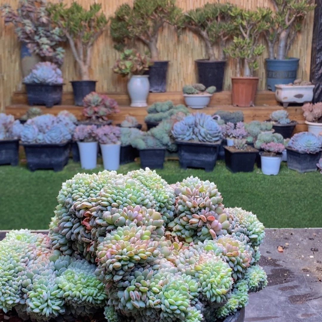 龚*D240 白胖子缀化