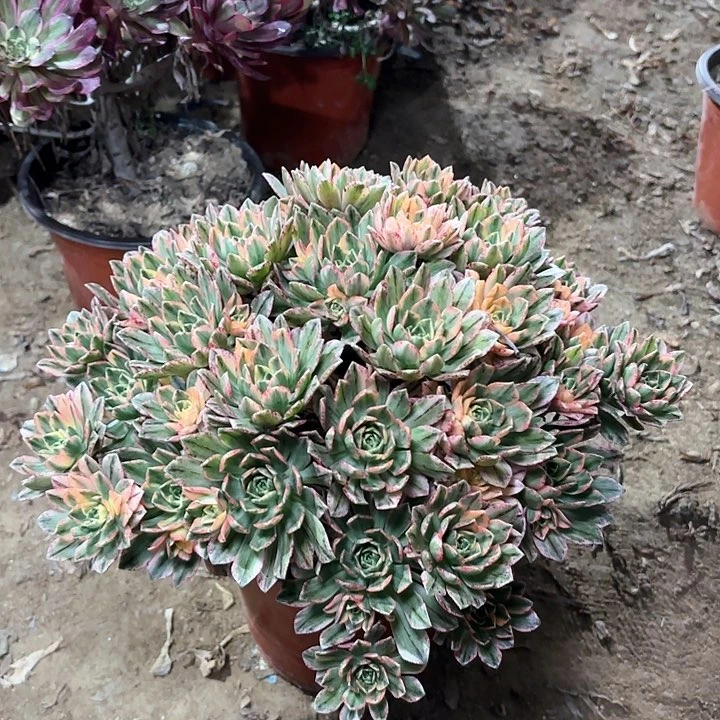 ꧁****꧂多肉植物法师甜茶47