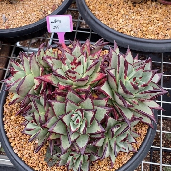 多肉直播福利-乌木