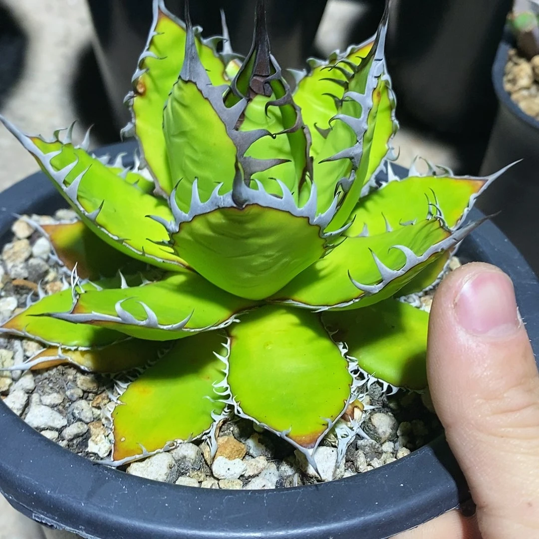 多肉植物龙蛇兰植物