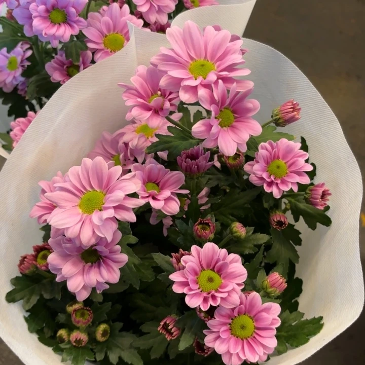 新品测试粉绿心小菊盆栽