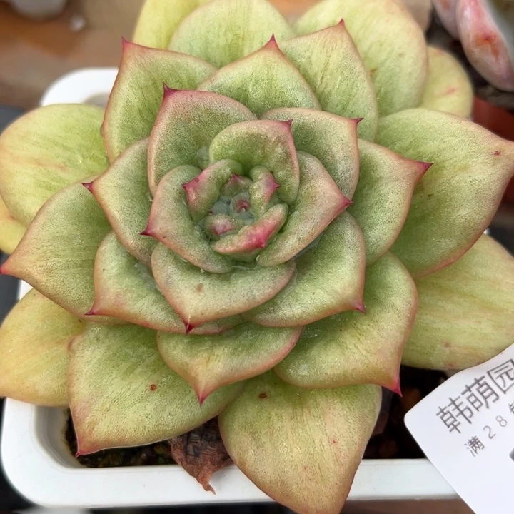 多肉植物39多肉植物