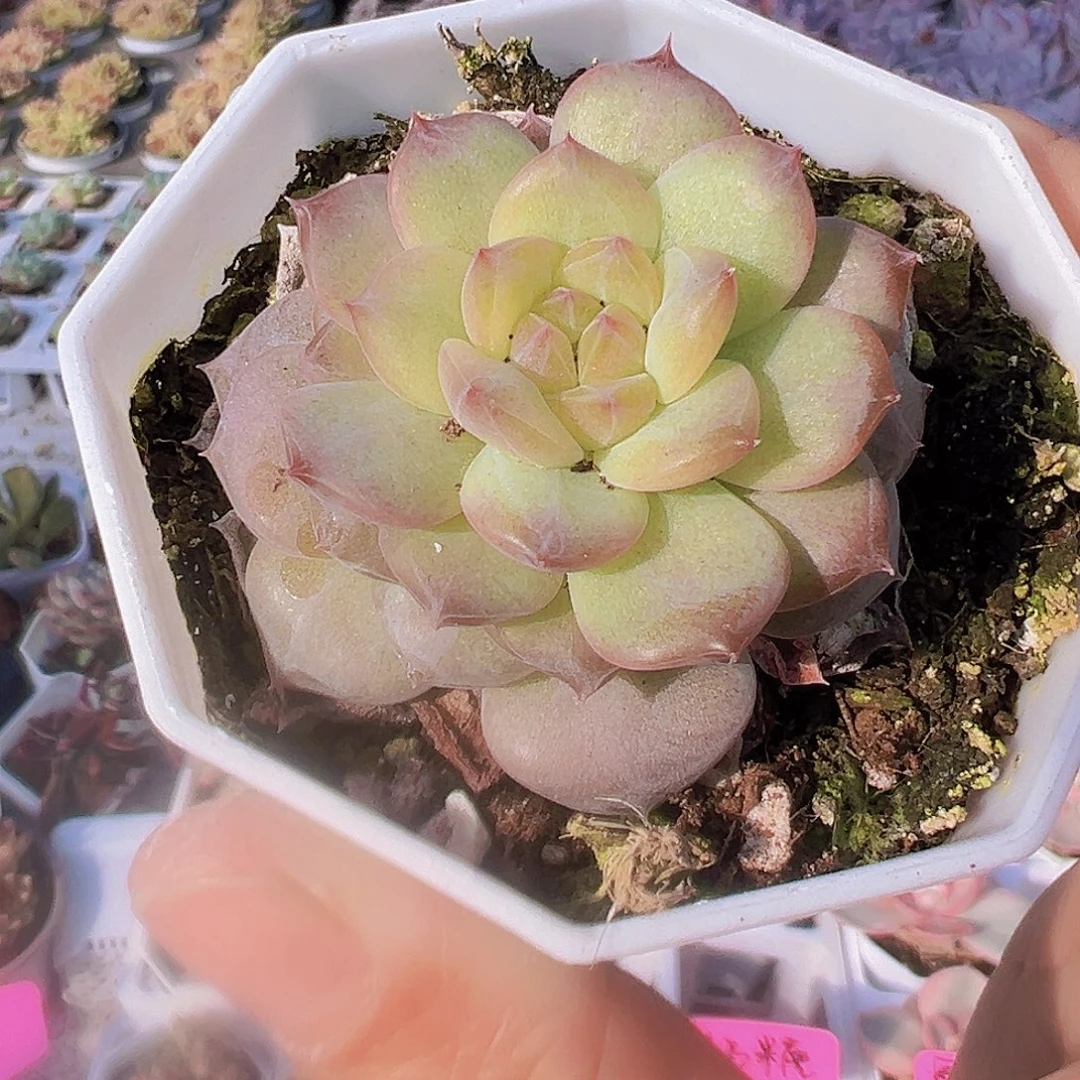 黄琥珀19包邮多肉植物