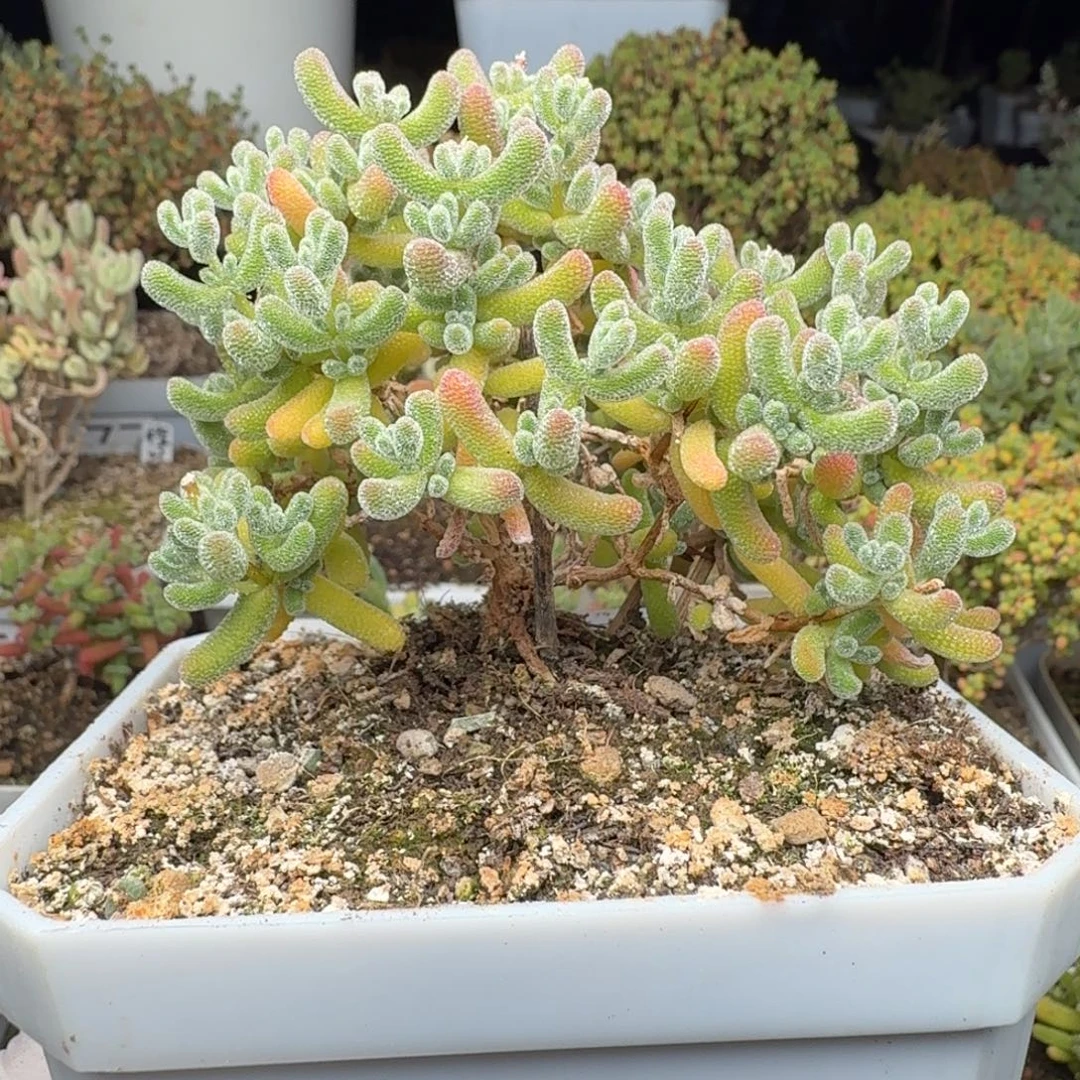 A407冰晶枝干一物一拍