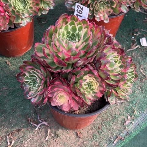 162海王手捧多肉，