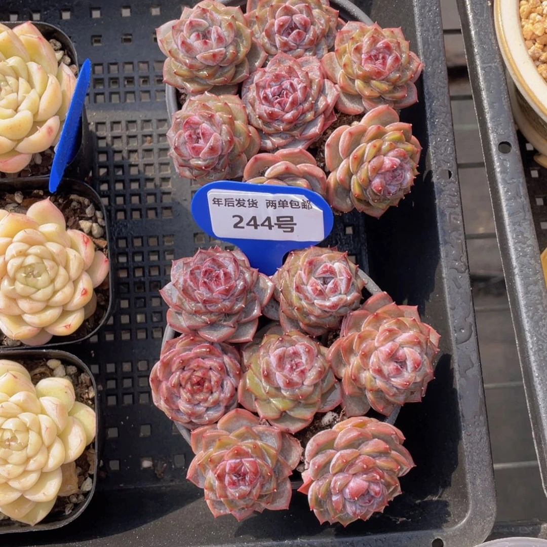 244号紫心冰魄组合7个