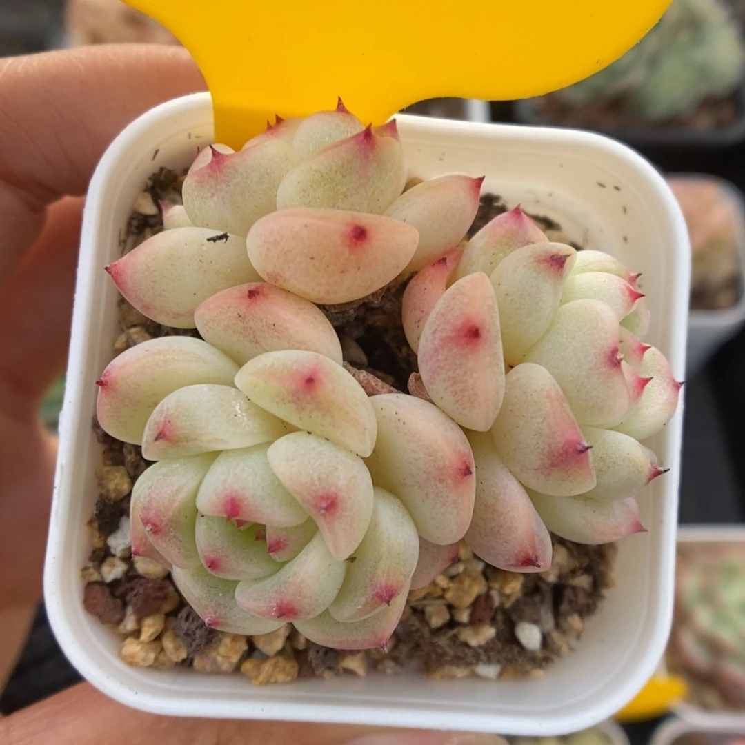 蜜糖甜心5326号。