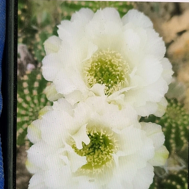 cc283侧芽歪4公分以上满18包邮