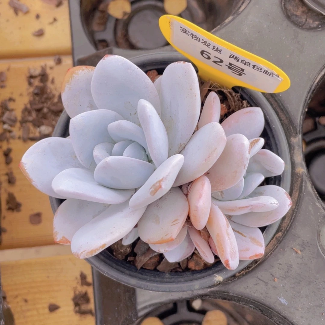 62号 雪莲群生一个