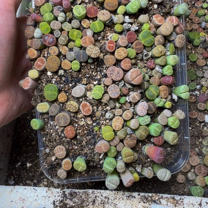 神***志多肉植物的生长发育和108