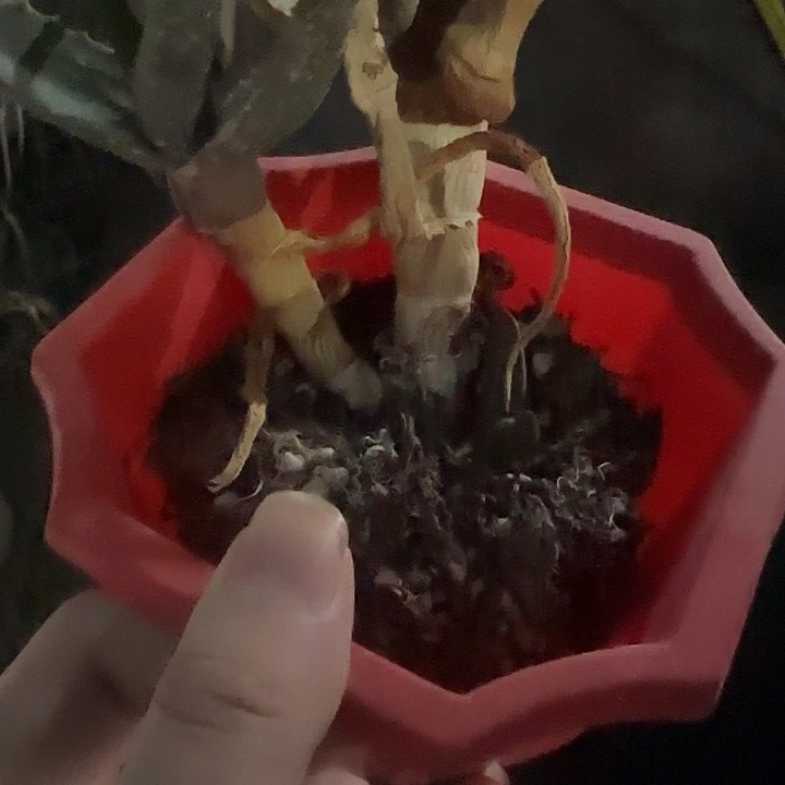 三头多肉植物多肉植物多肉植物