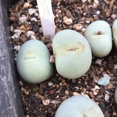 ?*月多肉肉锥 Ｖ嘴双头1，单头1