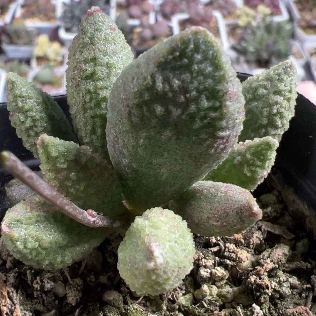 实生新品多头纯木质桩多肉植物