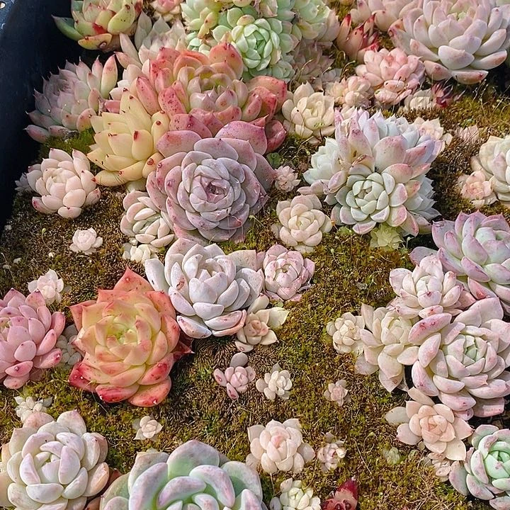 98 多肉植物盆栽花卉盆栽