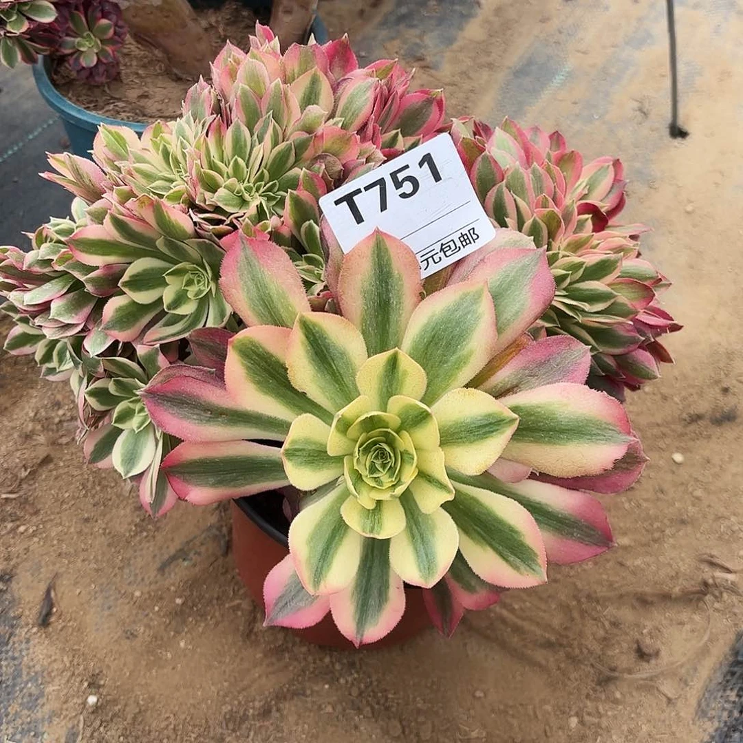 751粉女巫缀福利