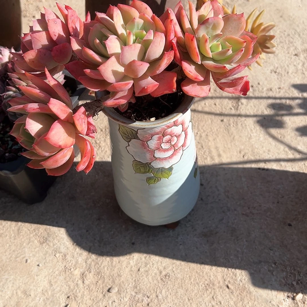 小*奇乐多肉植物脱土