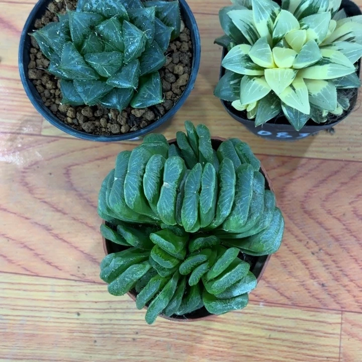 三颗组合多肉植物