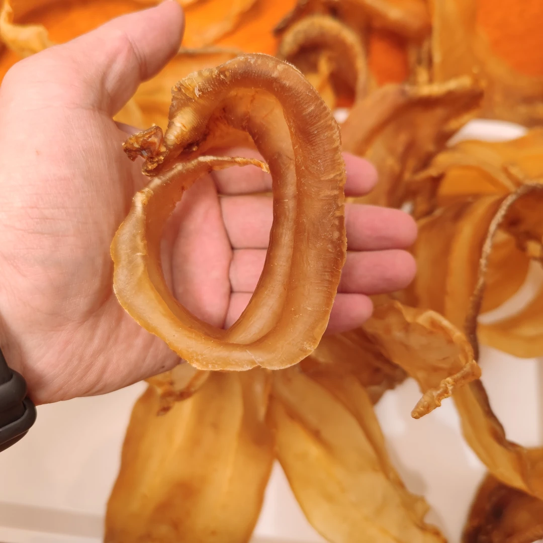 渔小和直播汕头土鳘胶土鳘母土鳘公全规格鱼胶