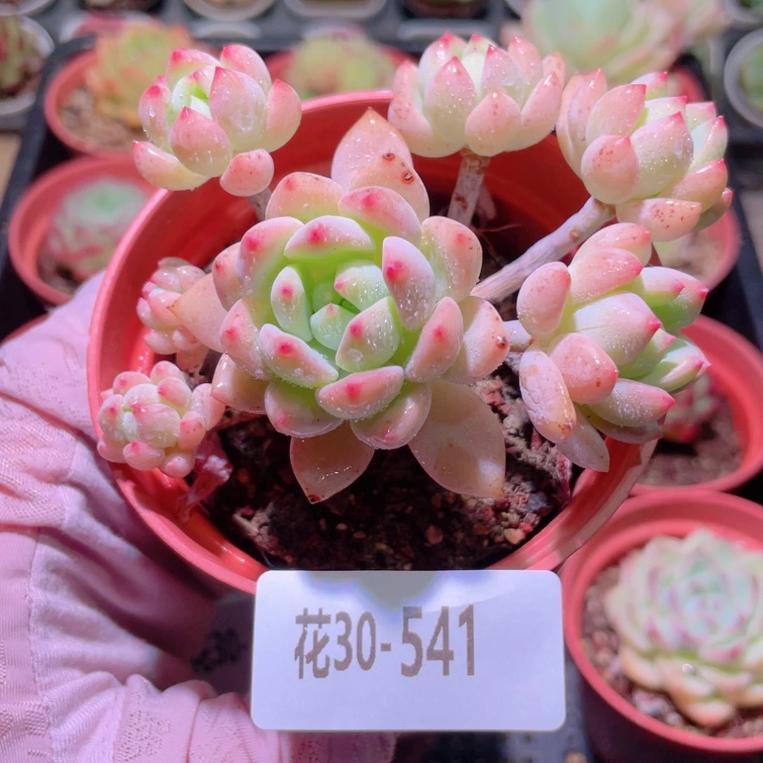 花利美30-541洛丽塔