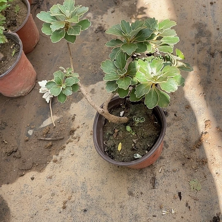 鹰***酱无花朵20菊花菊花家