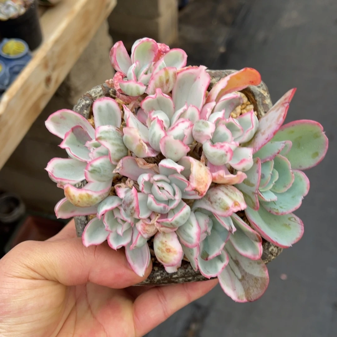 伯克利锦一物一拍